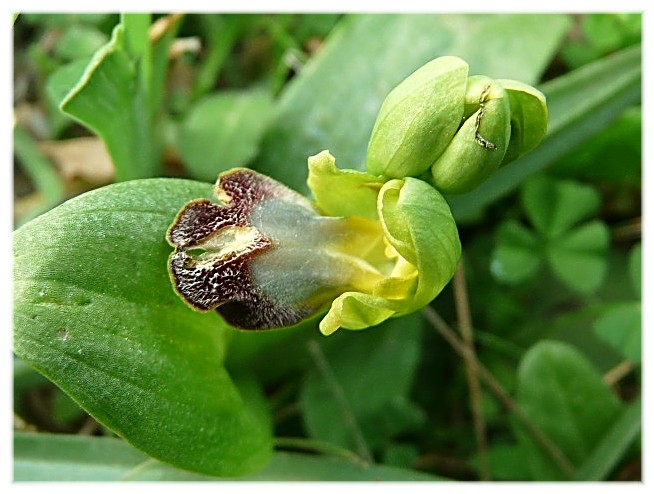 Tra le Opuntia ficus indica, quante sorprese...........